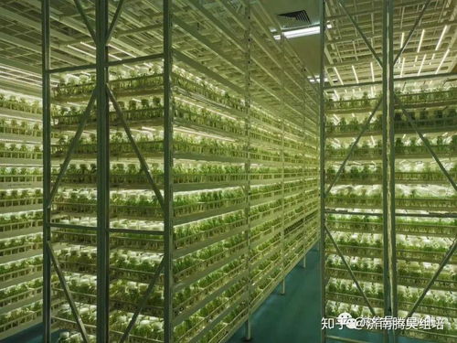 光照强度、光周期与光分布 光线三大要素穿越营销迷雾的实战策划